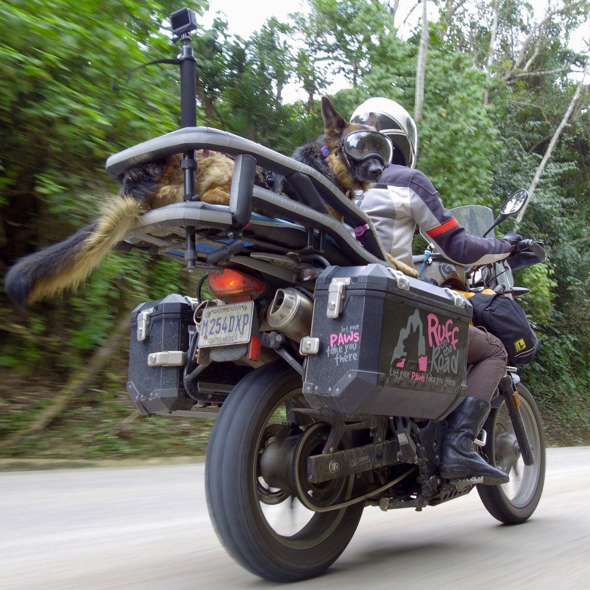 How to Carry a Large Dog on a Motorcycle: A Comprehensive Guide