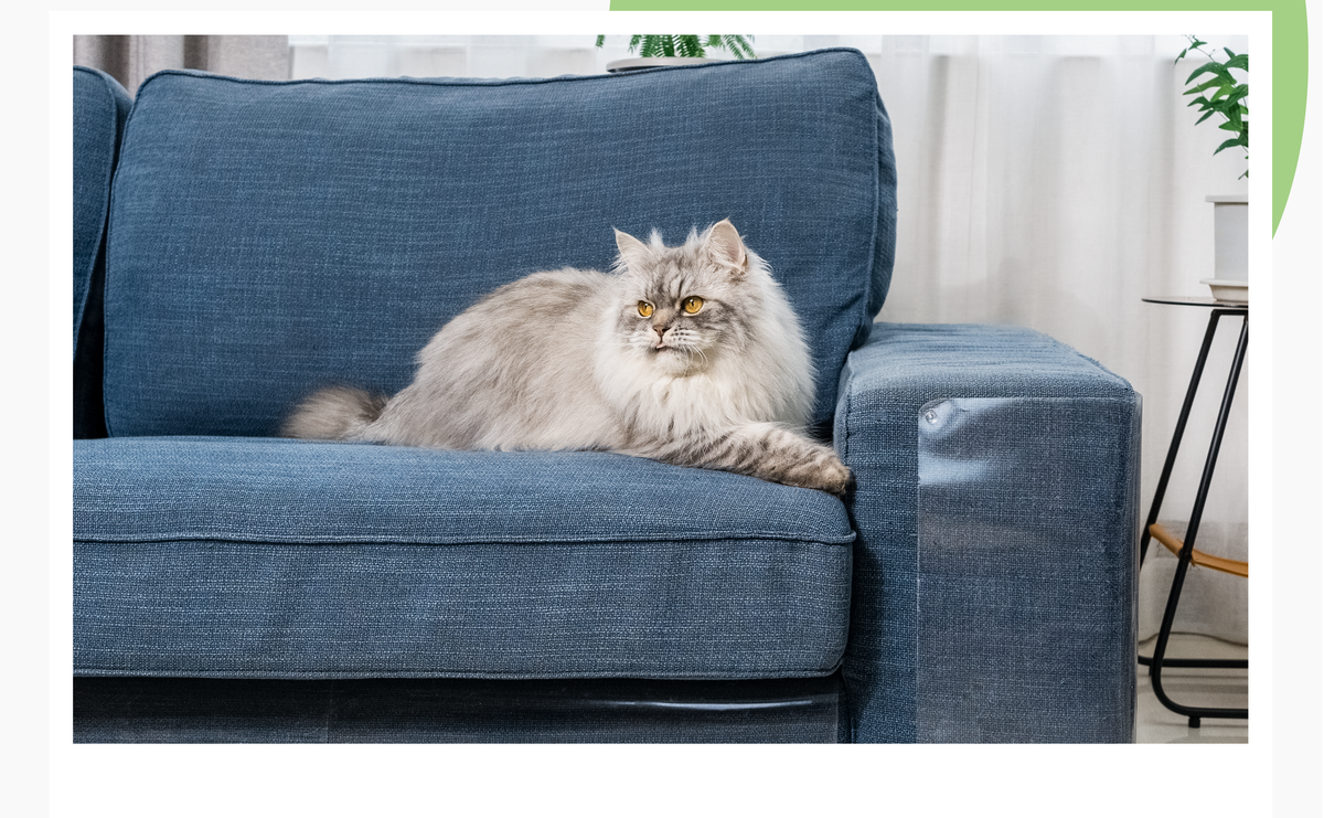 Scratching the Surface: Understanding the Importance of Cat Scratching Behavior