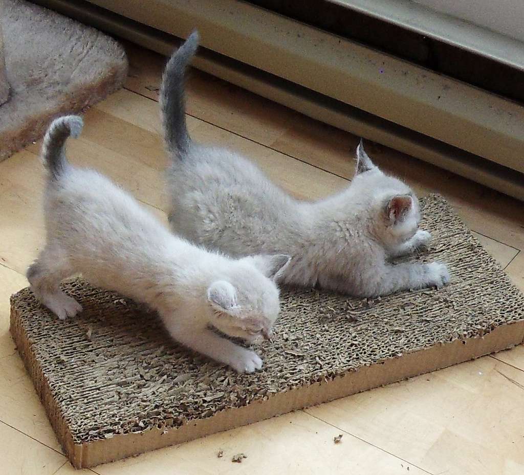 How Do You Maintain a Cat Scratch Furniture Protector?