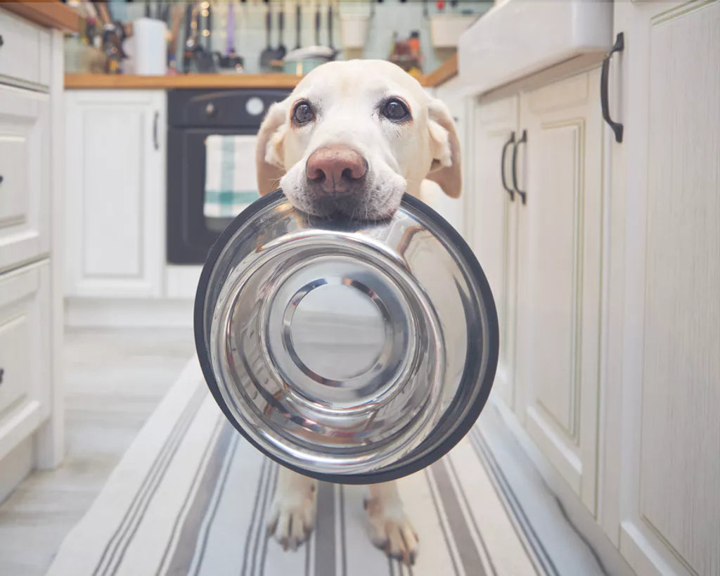 How Can a Pet Feeding Mat Improve Your Pet’s Health and Hygiene?