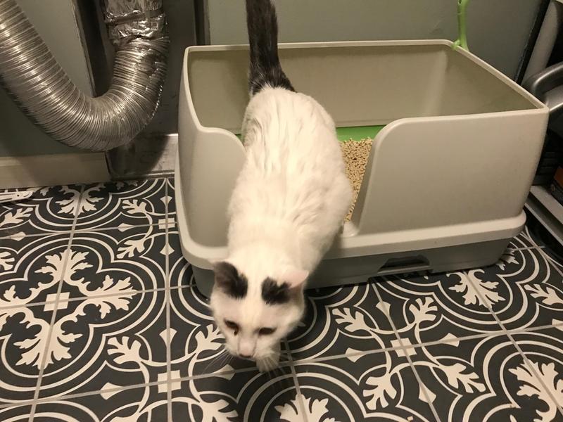 Why Do Cats Need a Non-Slip Cat Litter Mat?